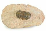 Small Paralejurus Trilobite Fossil - Lghaft, Morocco #350433-3